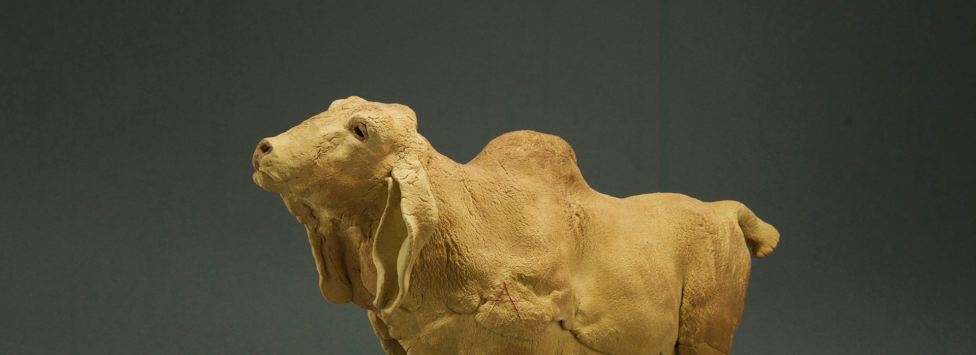 A BULL