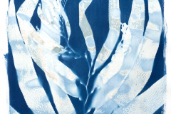 Oriana Poindexter, Giant Kelp Study 32, 2022. Cyanotype on paper, 24" x 36".