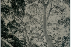 Will Gibson, Morton Bay Fig, 2022. Modern tintype (wet plate collodion), 8" x 10".