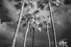 Will Gibson, Storm Palms, Oceanside, 2022. Pigment print of digital photograph, 24" x 18".