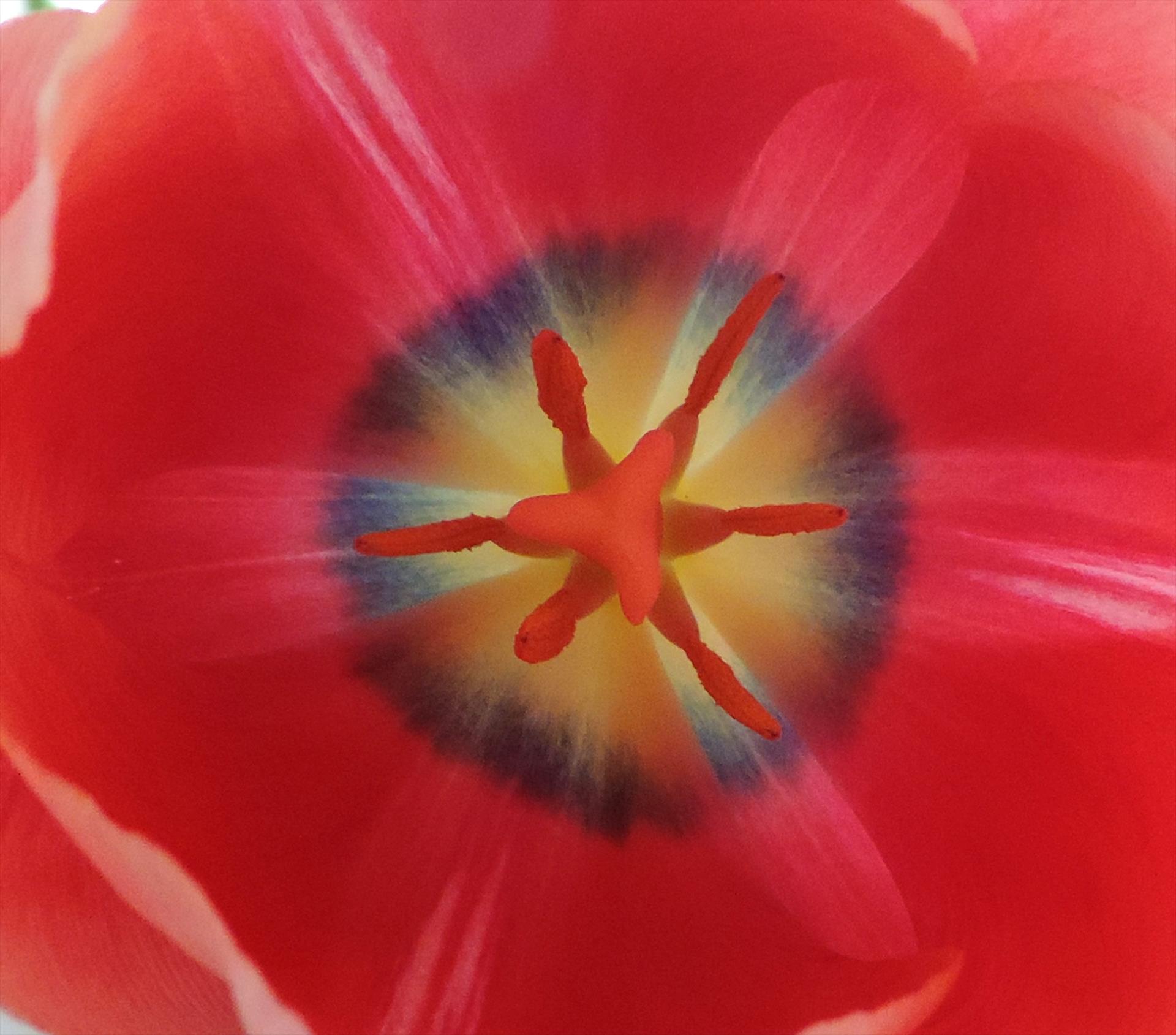 Peggy Stokes, The Vortex of a Tulip. Photography, 30x30.