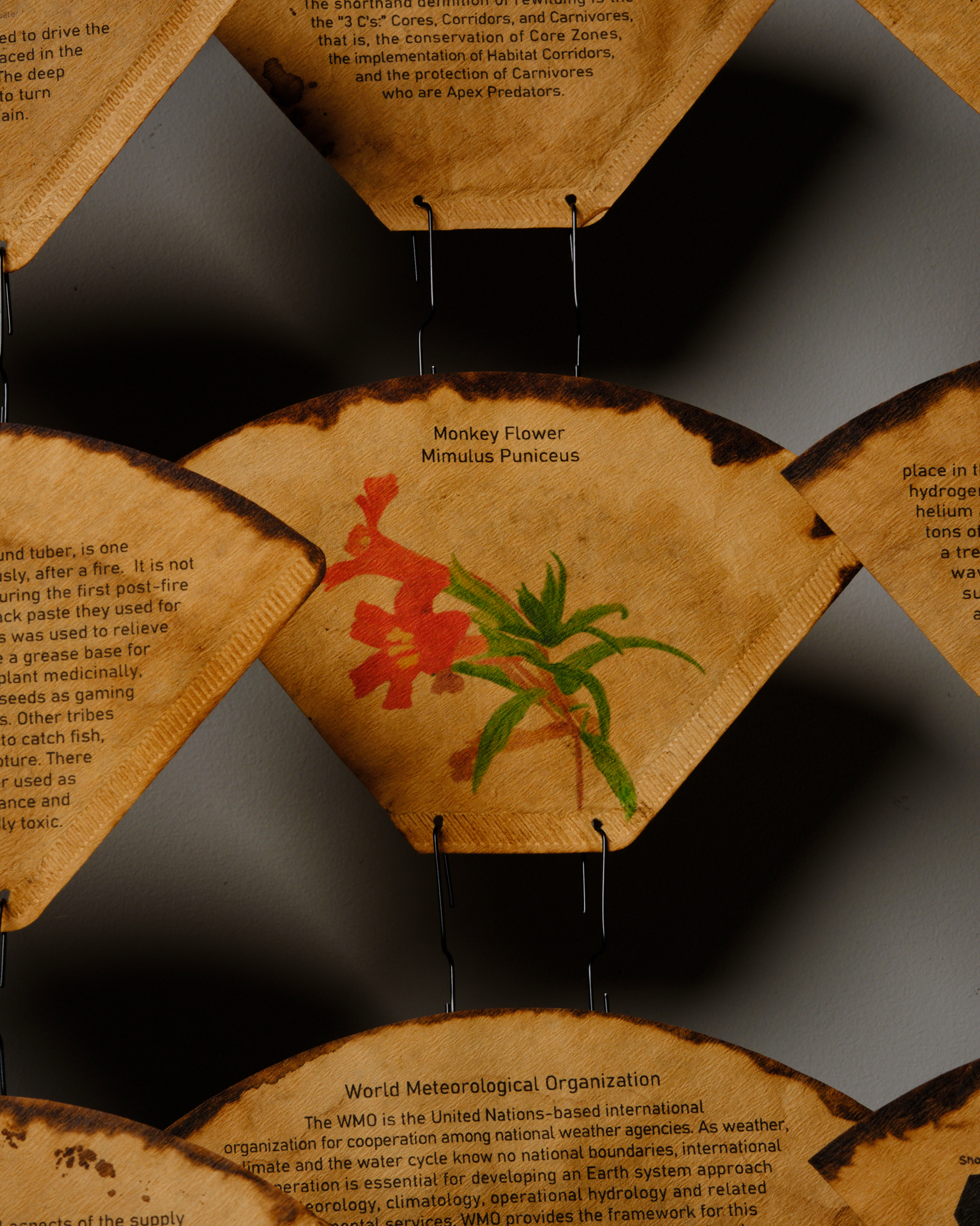 Judith Christensen, Definitions and Descriptions, 2023. Coffee filters, ink, bamboo, wood, and paper clips, 72"  x 6.5"  x 80"