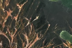 Erika Bradberry, Depth of Field, 2024. Oil on aluminum panel, 48" x 13".