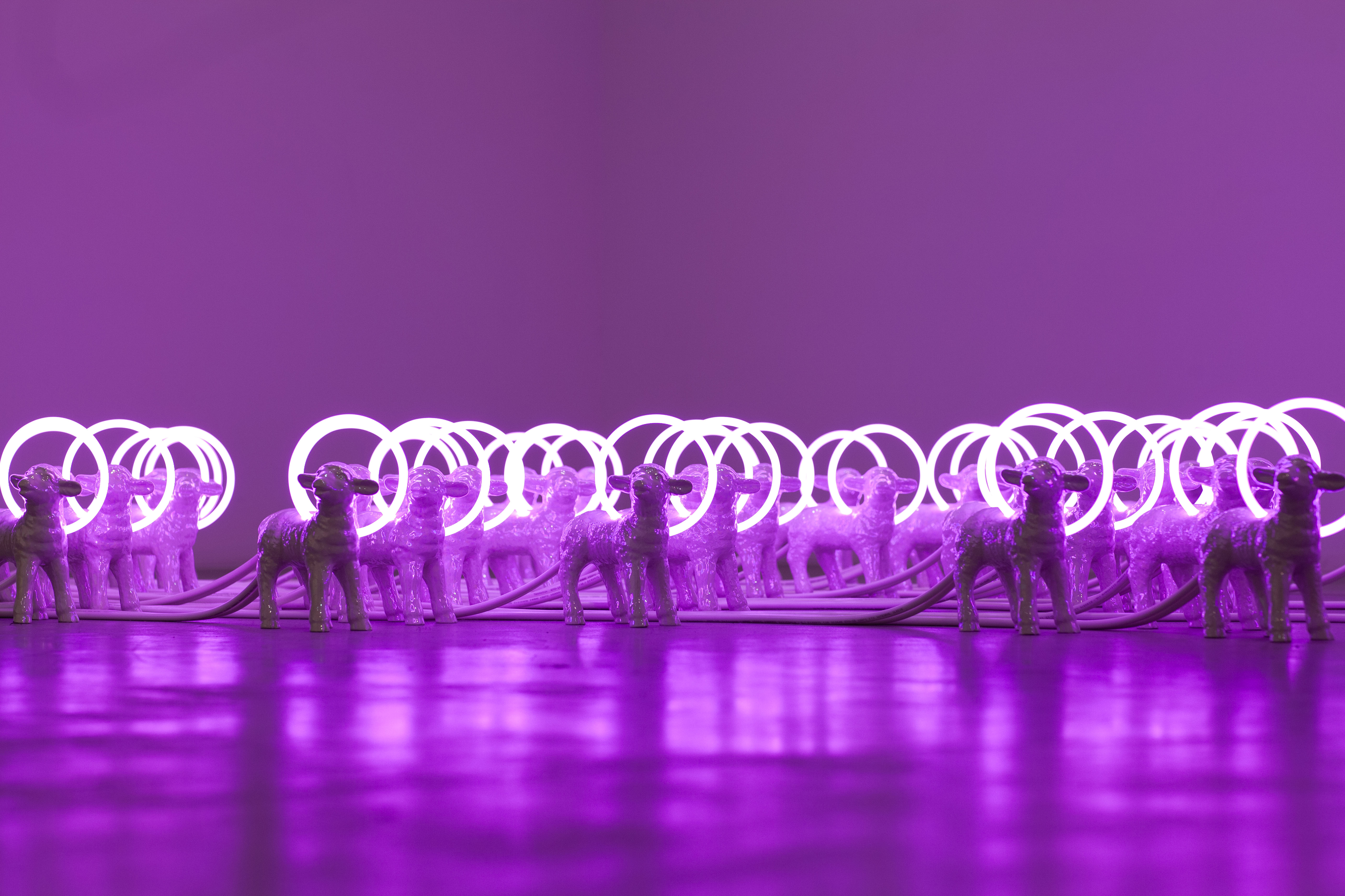 David Adey, Flock (detail), 2010. Forty miniature ceramic lambs, neon halos, electronics and wiring Dimensions: 144” (overall length). David Adey, Flock (detail), 2010. Forty miniature ceramic lambs, neon halos, electronics and wiring Dimensions: 144” (overall length).