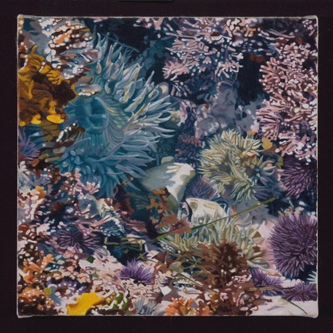 Anthopleura Xanthogrammica, 2007.  Oil on canvas, 12" x 12".