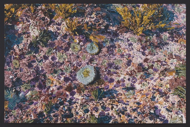 Connie Jenkins, Surge, 2010. Oil on canvas, 24" x 39".