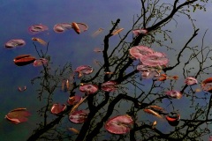 David Condit, Water Lilies in the Tree, 2026. Photography, 24" x 18". $380 David Condit, Water Lilies in the Tree, 2026. Photography, 24" x 18". $380
